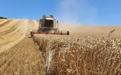 El campo respira aliviado: la cosecha de cereal aumentará un 94% y la de almendra, un 10%